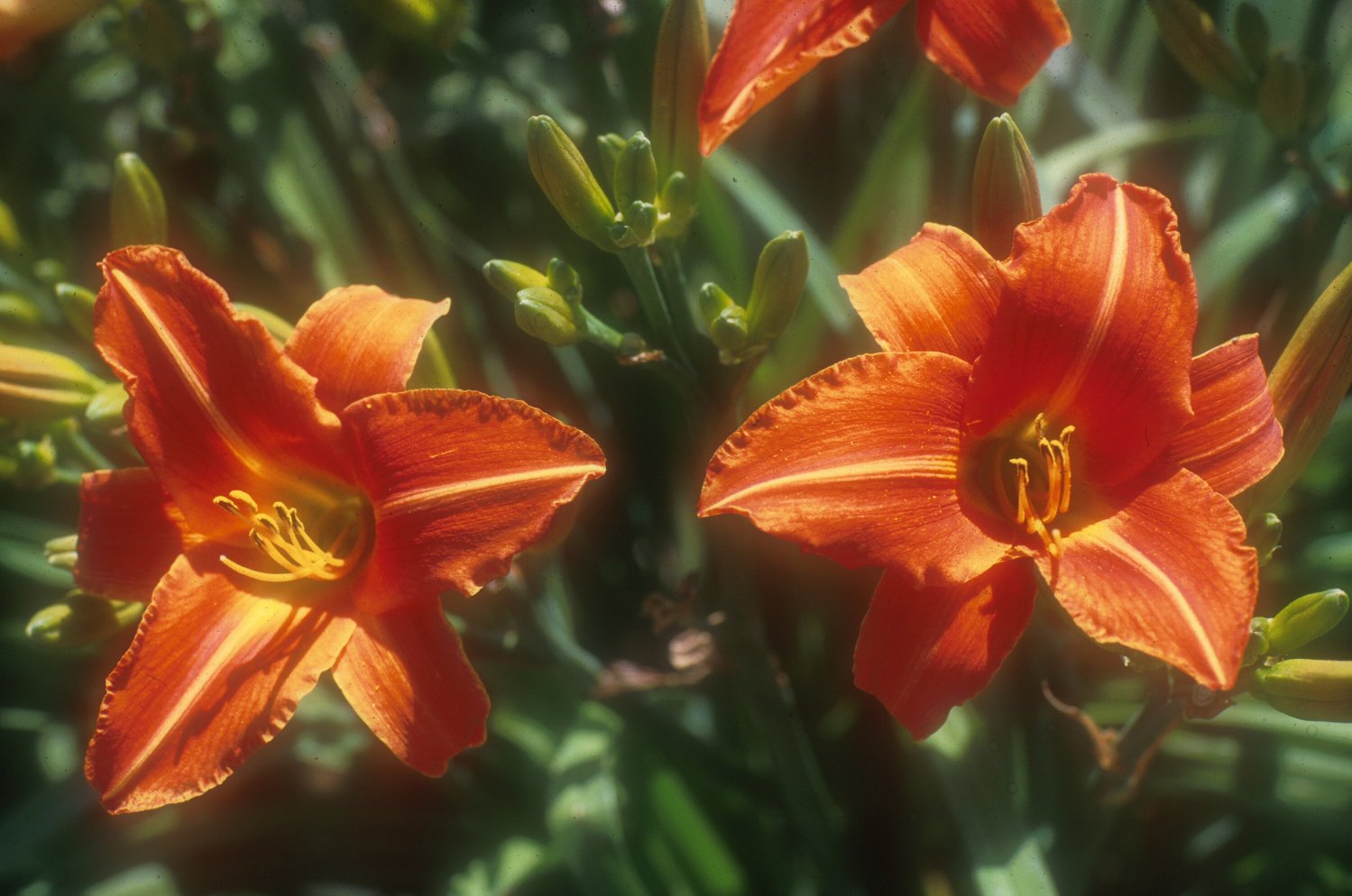 Lady Lucille Hybrid Daylily