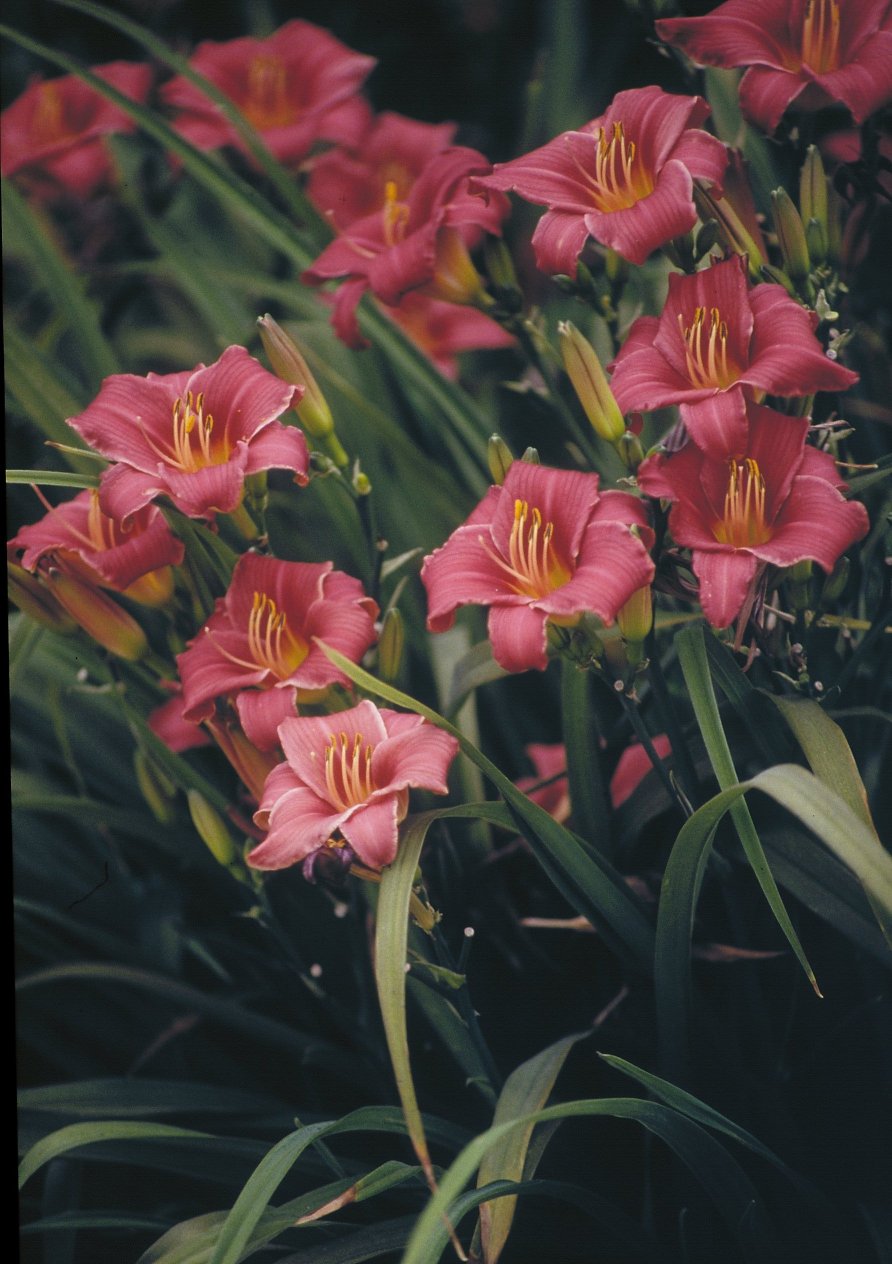 Hemerocallis 'Little Bobo'