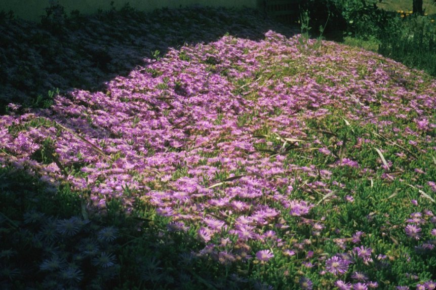 Lampranthus spectabilis 'Rose'