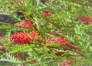 Grevillea 'Ivanhoe'