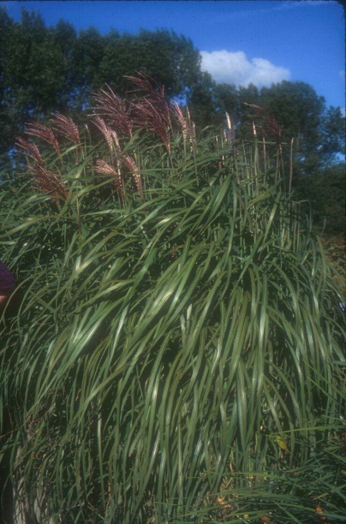 Eulalia Grass, Flamingo