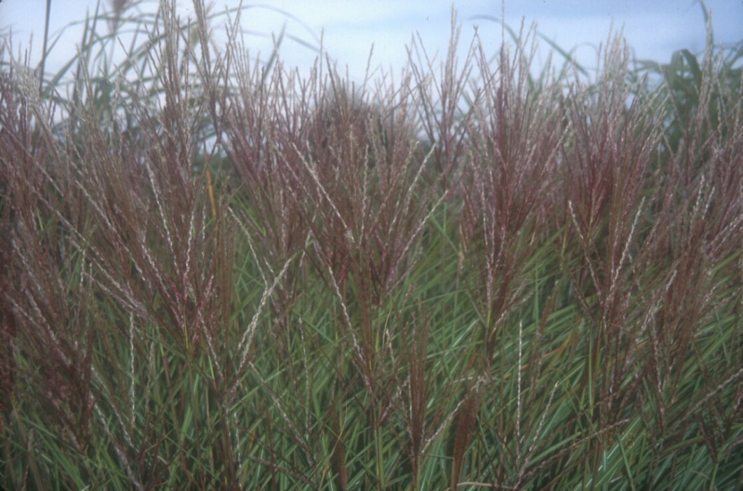 Eulalia Grass, Silberspinne