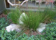 Juncus acutus