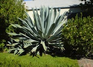 Agave americana