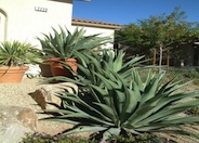 Agave weberi