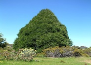 Cupressocyparis leylandii