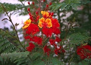 Red Bird Of Paradise, Dwarf Poincia