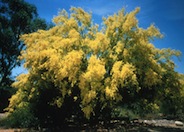 Cercidium microphyllum