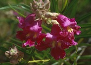 Chilopsis linearis