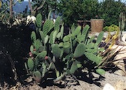 Opuntia ficus-indica