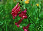 Penstemon gloxinoides 'Cherry Glo'