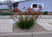 Red Cross Kangaroo Paws