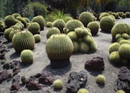 Echinocactus grusonii