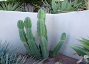 Cereus peruvianus