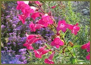 Penstemon 'Garnet'