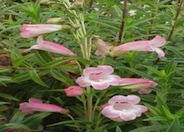 Penstemon 'Apple Blossom'