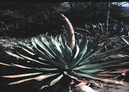 Agave murpheyi