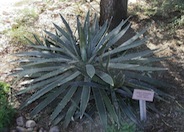 Agave lophantha