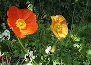 Papaver nudicaule