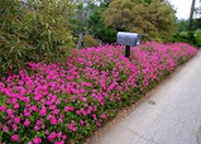 Pelargonium peltatum