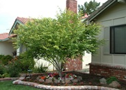 Japanese Maple