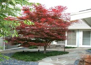 Acer palmatum 'Bloodgood'