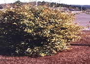 Golden Elaeagnus