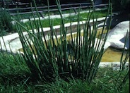 Equisetum hyemale