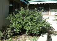 Ceanothus 'Ray Hartman'