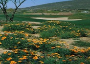 Eschscholzia mexicana