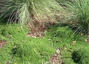 Thymus praecox arcticus 'Elfin'