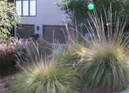 Muhlenbergia rigens