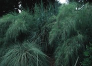 Muhlenbergia dumosa