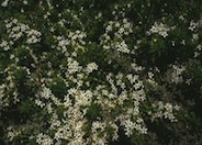 Wide-leaf Myoporum