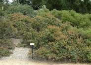 Arctostaphylos 'John Dourley'