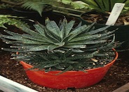 Aloe aristata