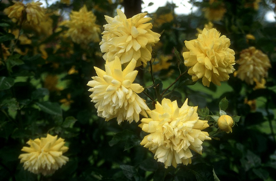 Climbing Rose, Golden Showers