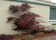 Acer palmatum 'Atropurpureum'