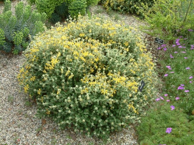 Phlomis lanata