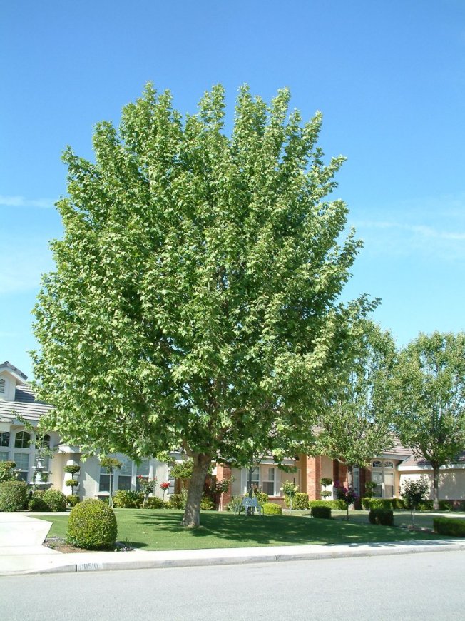 California Sycamore