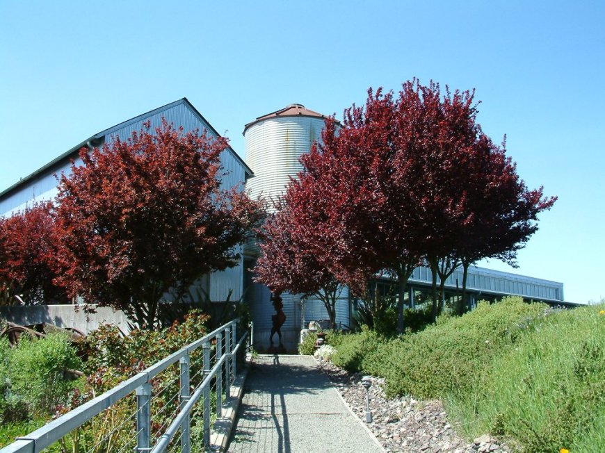 Prunus cerasifera 'Krauter Vesuvius'