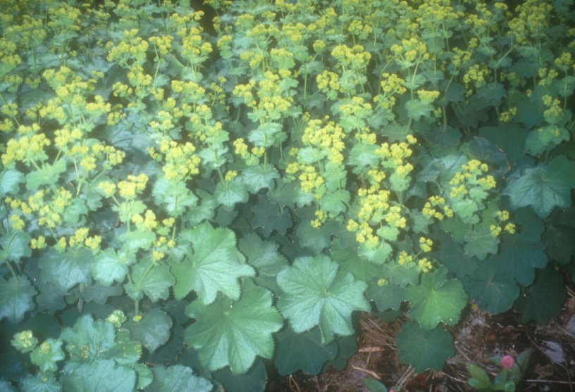 Alchemilla mollis