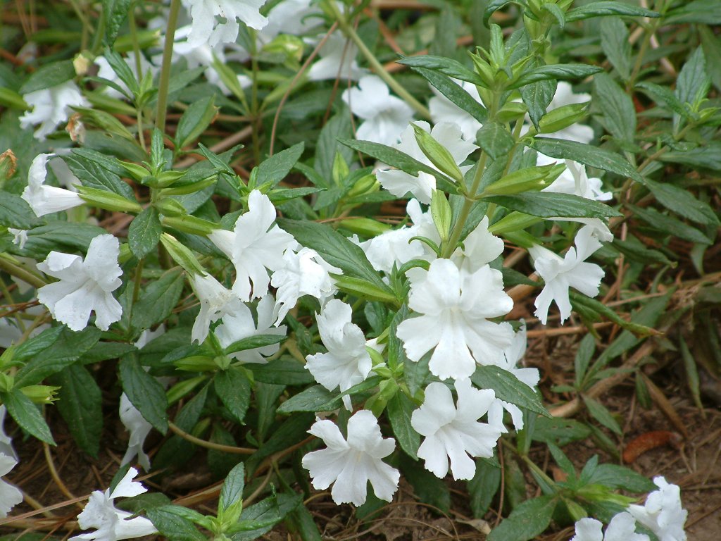 Verity White Monkey Flower