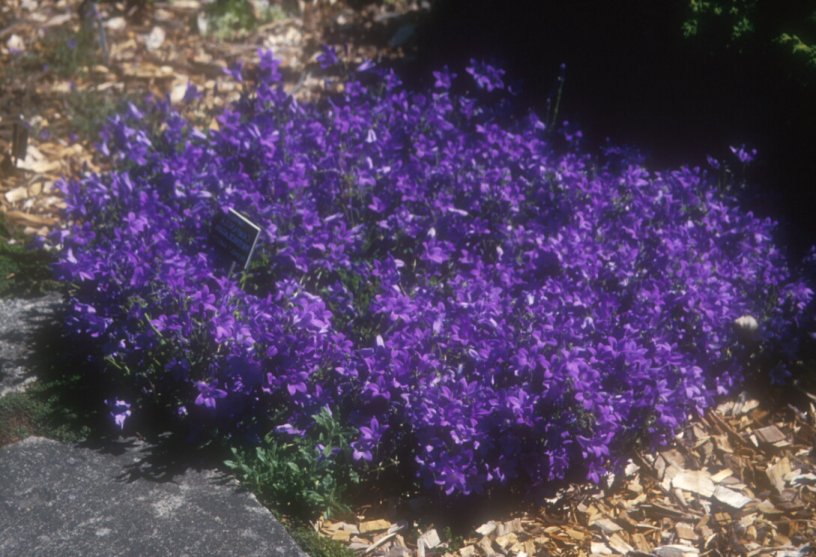 Dalmation Bellflower