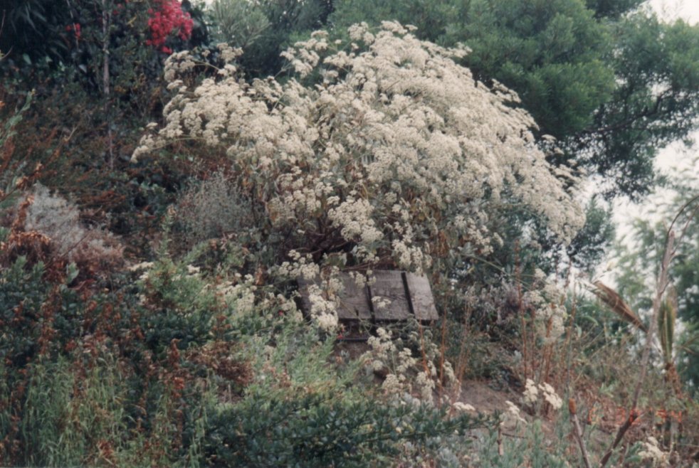 St. Catherine's Lace