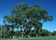 Lemon Scented Gum