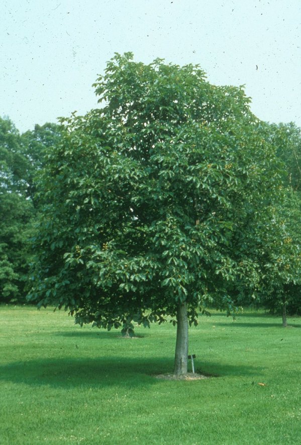 Ruby Flower Red Horsechestnut