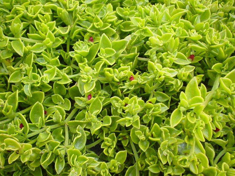 Aptenia cordifolia