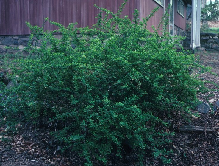 Japanese Barberry