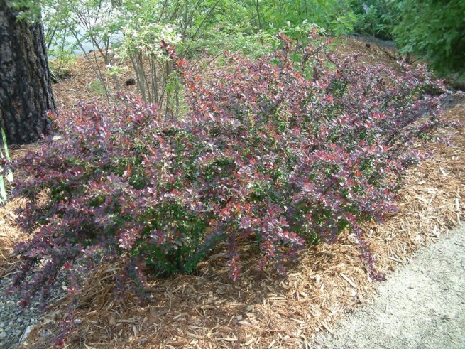 Dwarf Japanese Barberry, Pygmy